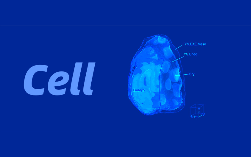 Cell突破! 中國科學(xué)家首次重構(gòu)高分辨率人類數(shù)字3D原腸胚!